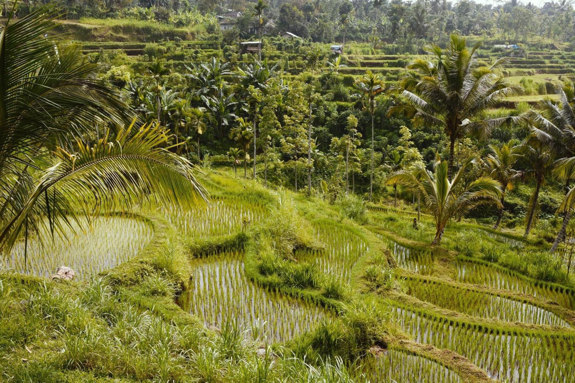 Tetebatu Sunrise Homestay エクステリア 写真