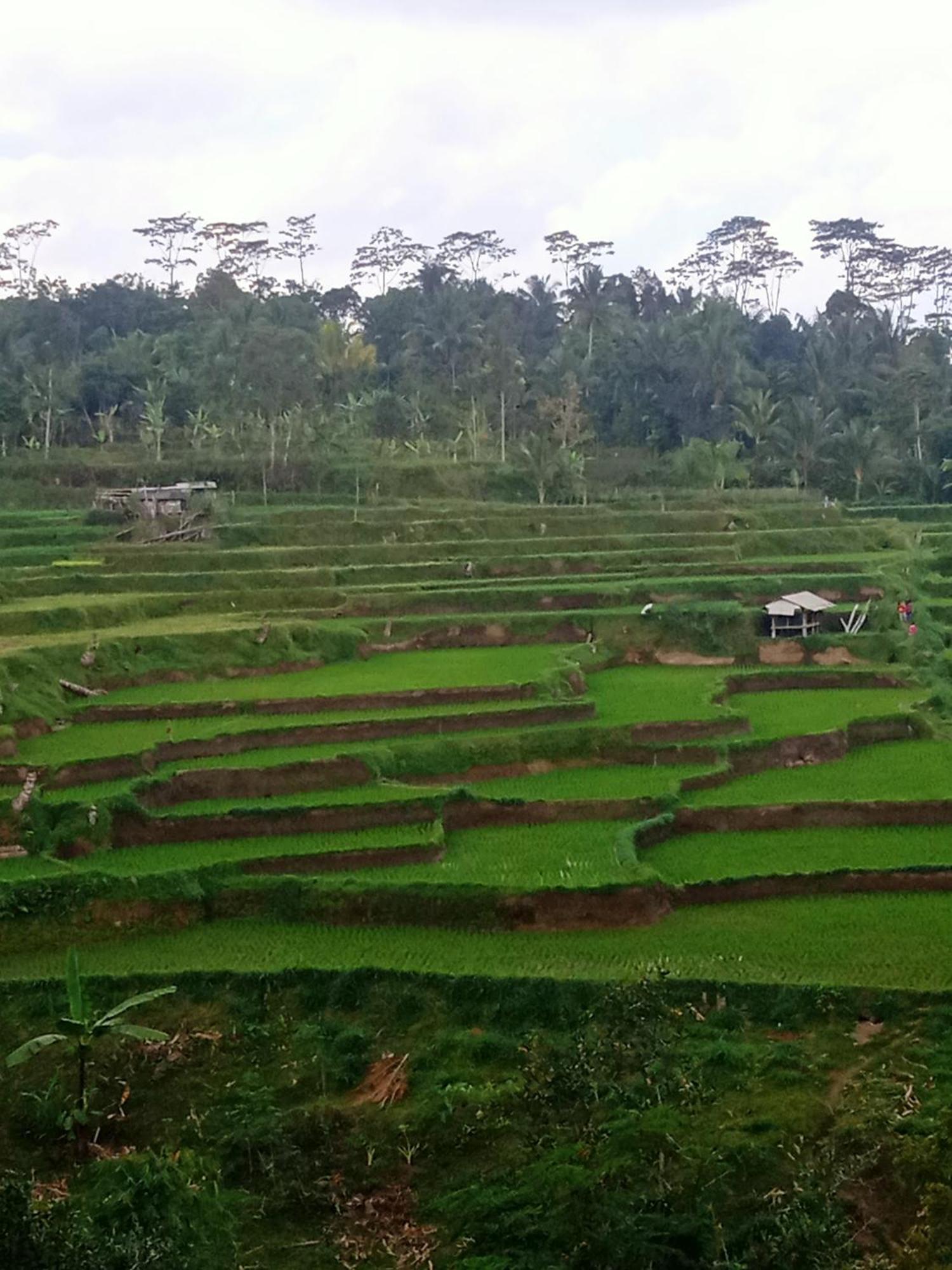 Tetebatu Sunrise Homestay エクステリア 写真